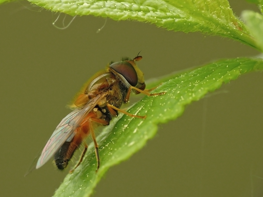 Муха-журчалка Leucozona glaucia