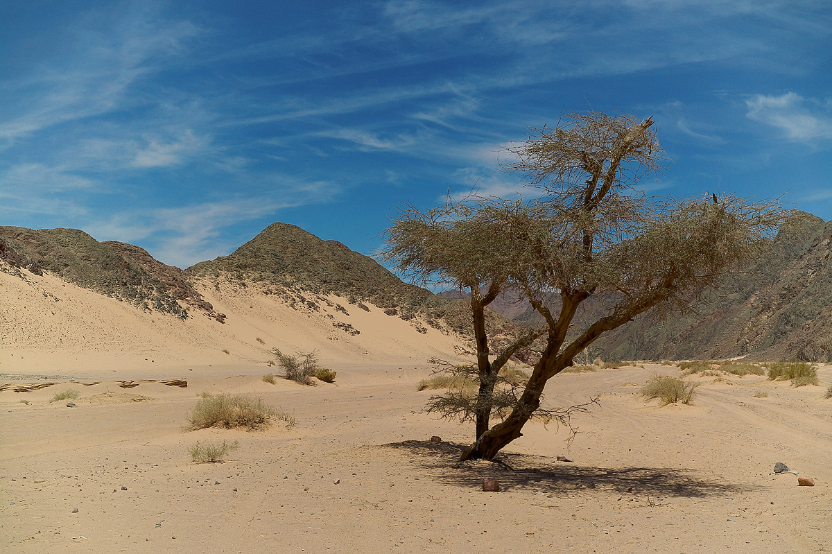 Desert tree