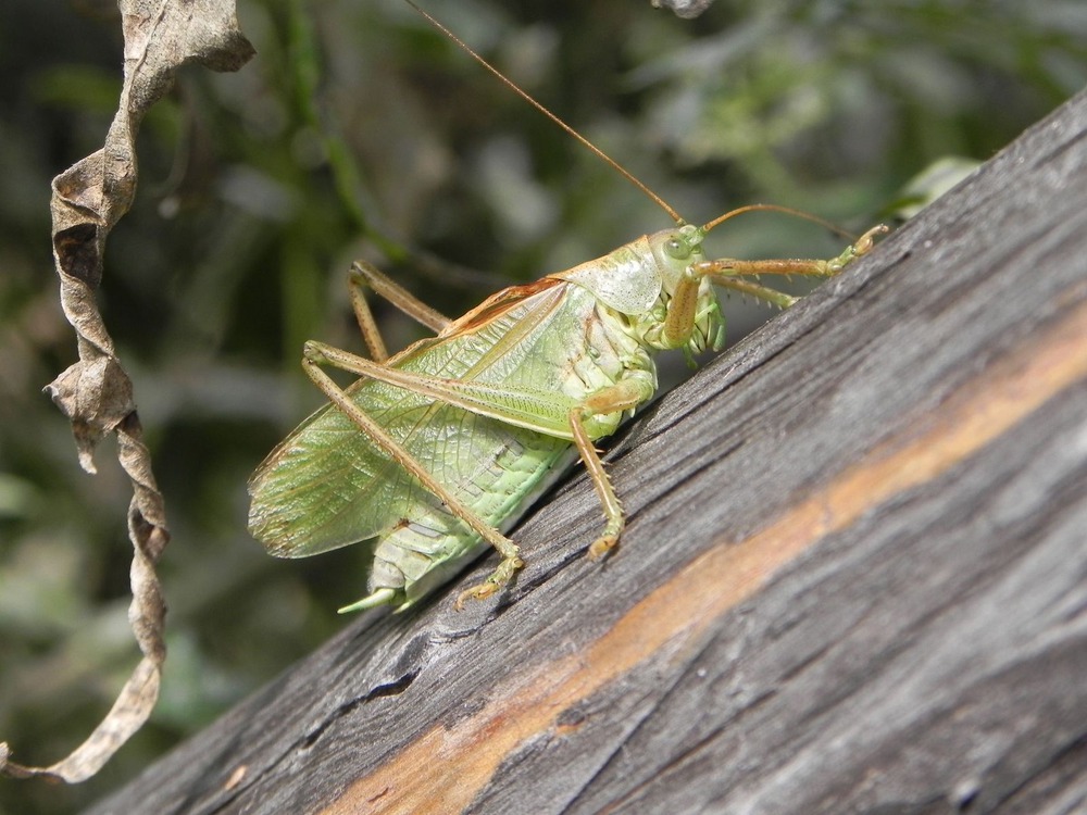 кузнечик