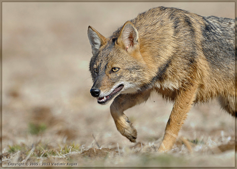 Golden Jackal: осторожно ступая ...