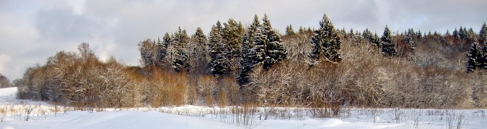 Зимний лес