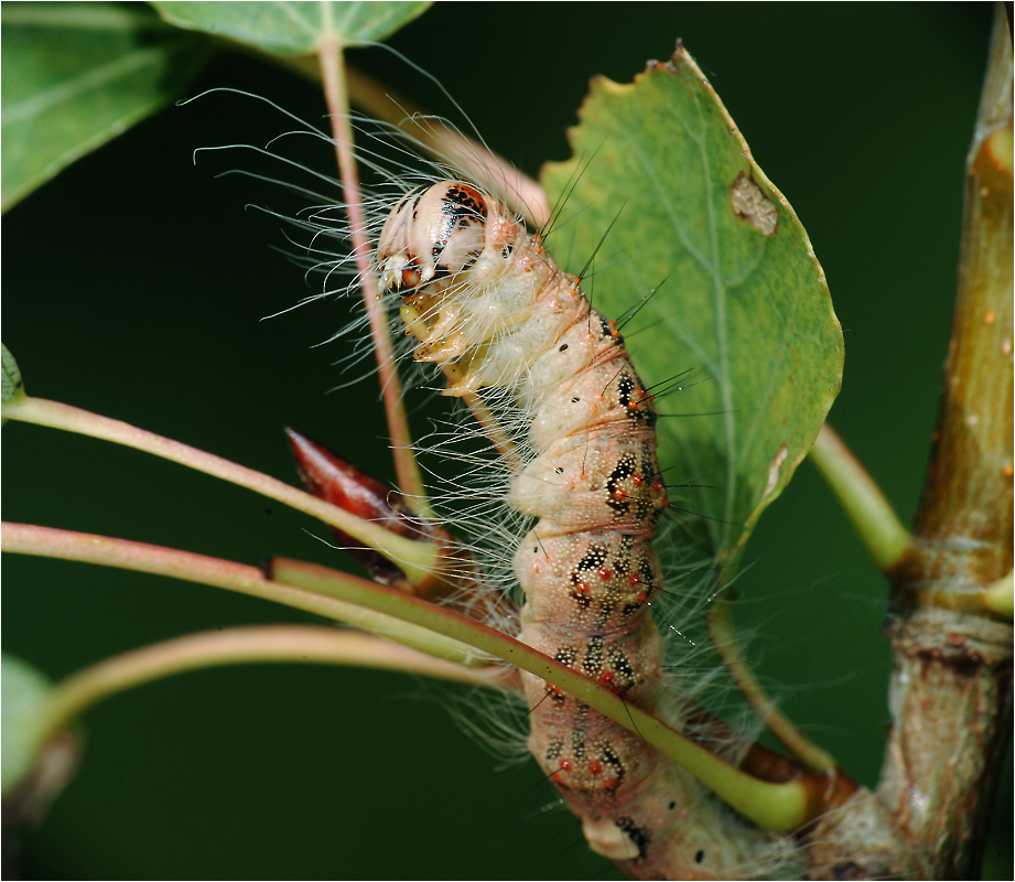 Acronycta megacephala - Совка Стрельчатка большеголовая