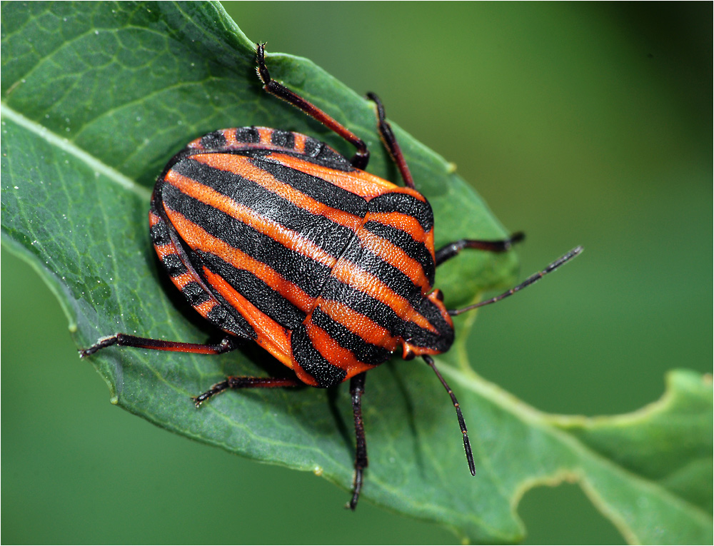 Graphosoma lineatum - Щитник линейчатый