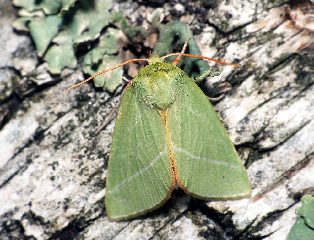 Pseudoipis prasinana - Челночница буковая