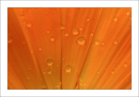Just Orange