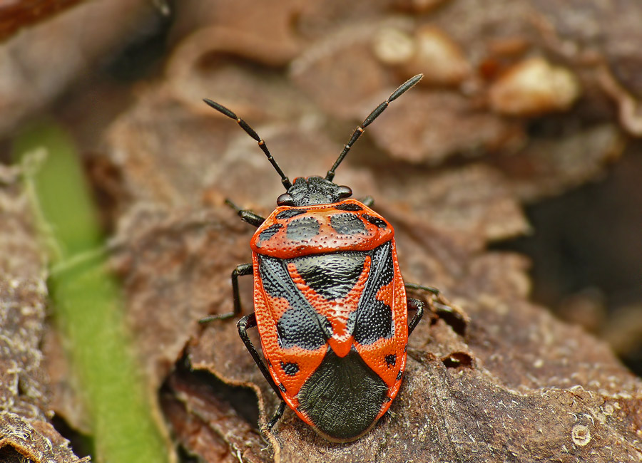 Клоп Eurydema dominulus