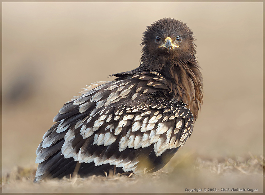 Greater Spotted Eagle: портрет