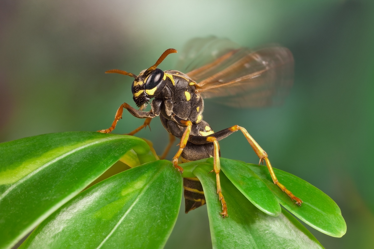 Осенняя зуда (Vespula vulgaris)