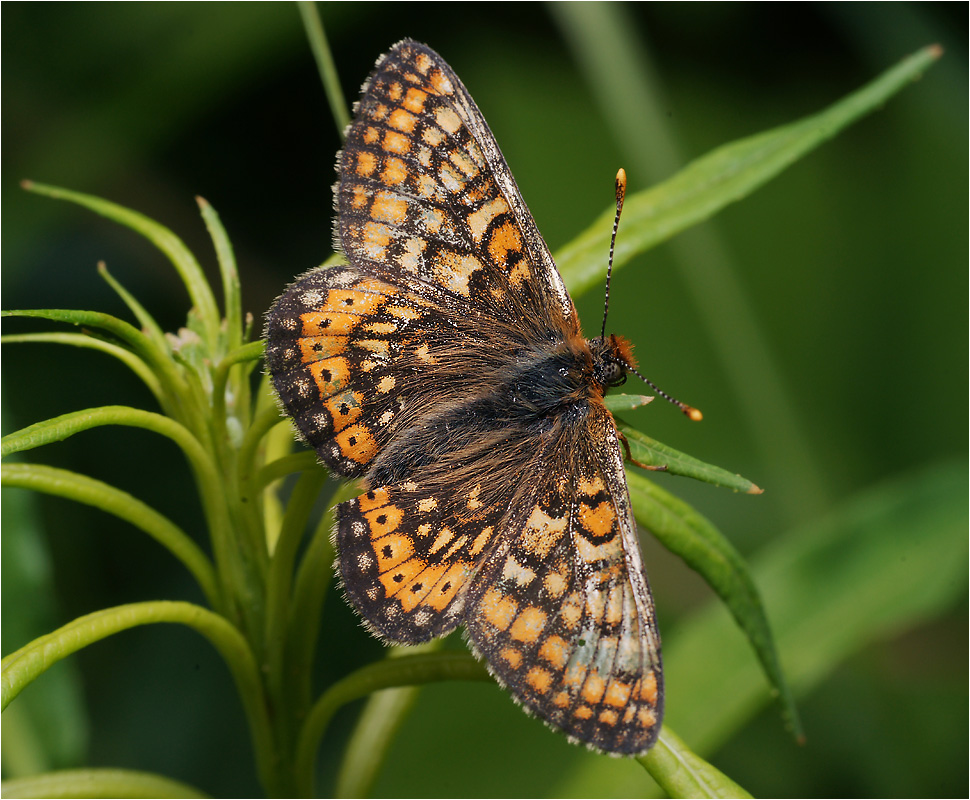 Euphydryas maturna - Шашечница матурна