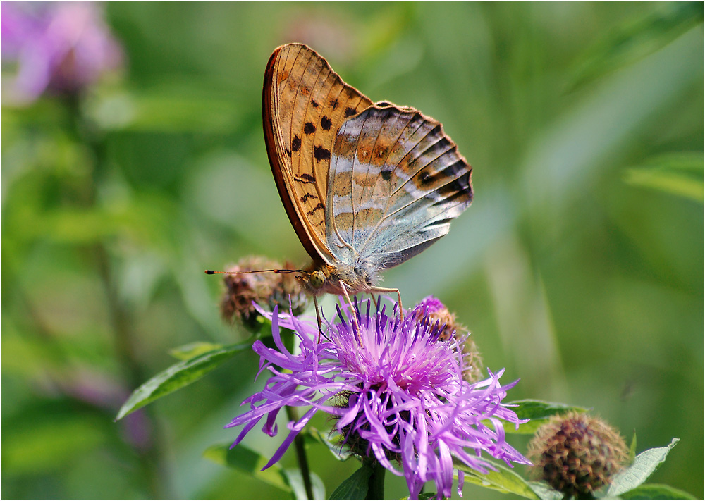 Argynnis paphia - Перламутровка большая лесная