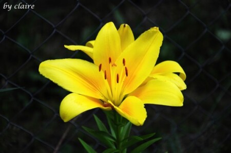 (цветы #1&#039;)