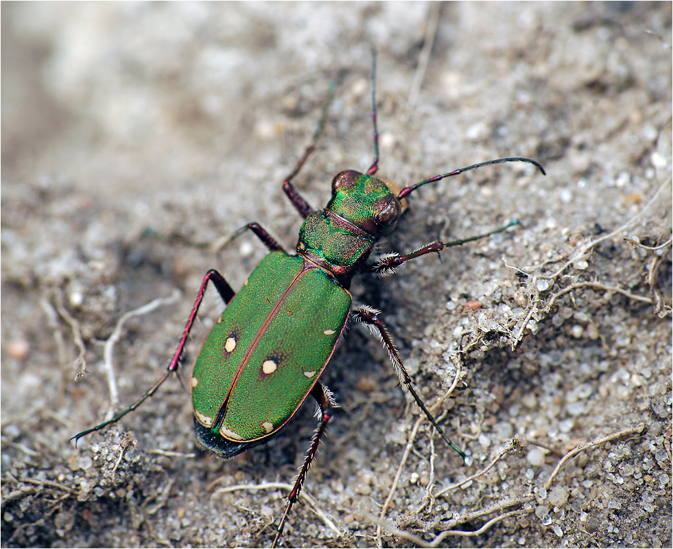 Cicindela campestris - Скакун полевой