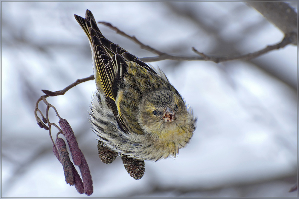 Карандашный чижик )