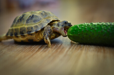 укротительница огурца)