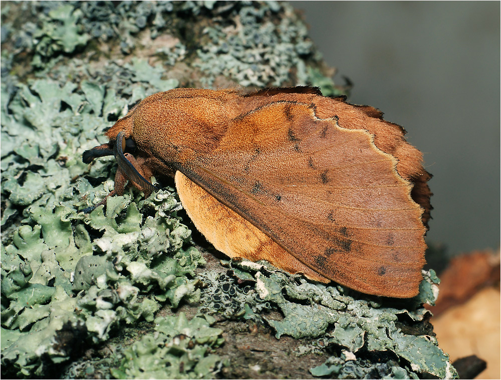 Gastropacha quercifolia - Коконопряд дуболистный