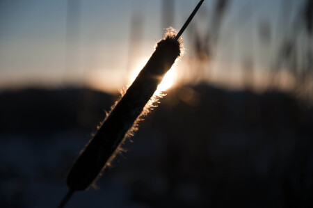 Городской камыш