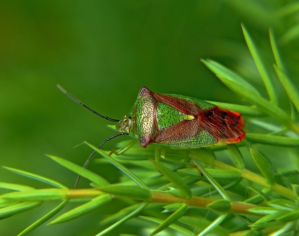 Клоп Килевик кровоточивый Acanthosoma haemorrhoidale