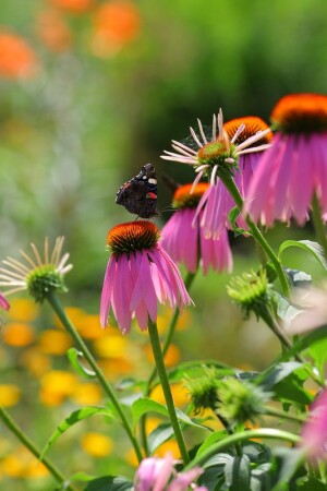 цветы и бабочки