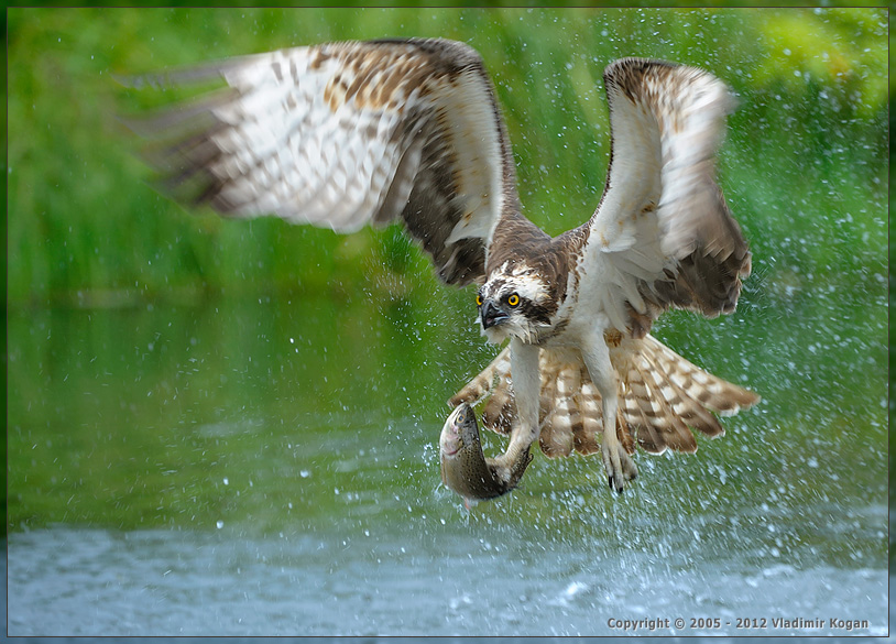 Osprey catching fish