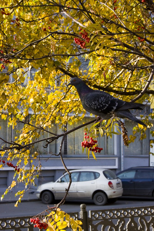 Городской этюд