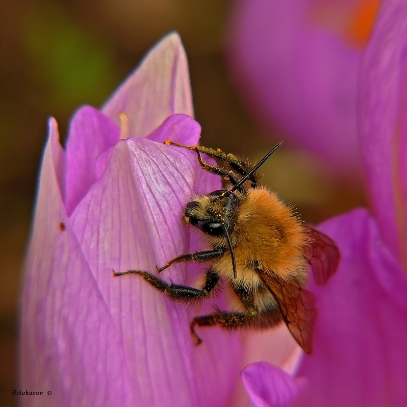 Шмель Bombus lucorum