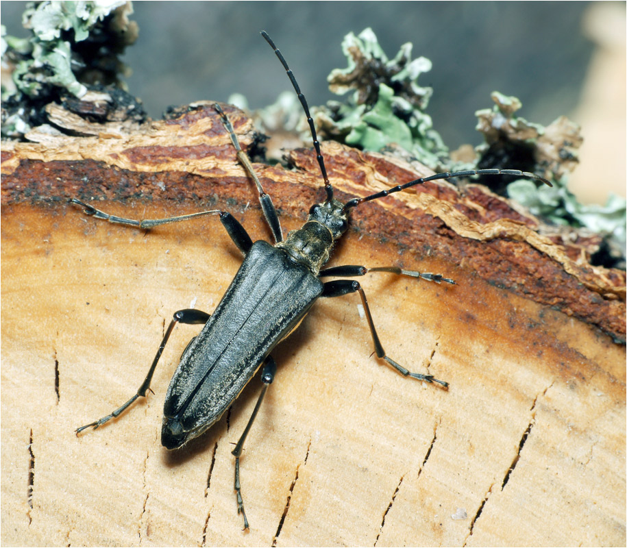 Stenocorus meridianus - стенокорус европейский.