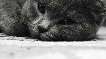 Безмятежность