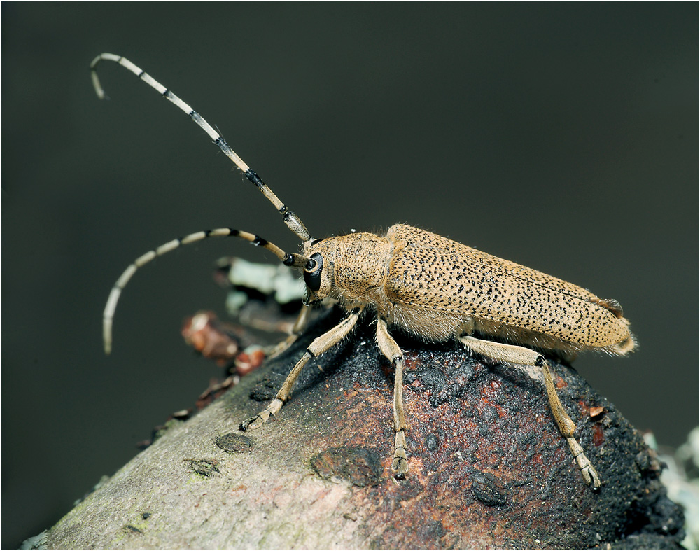 Saperda carcharias - осиновый скрипун.