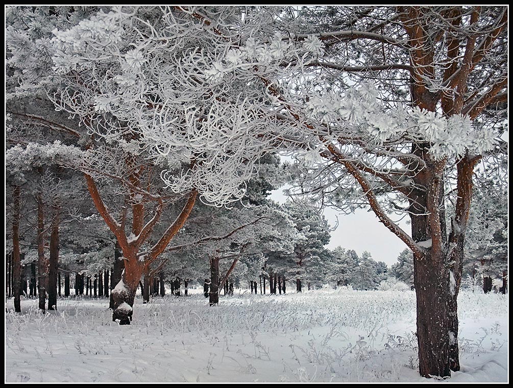 Серебряный лес.