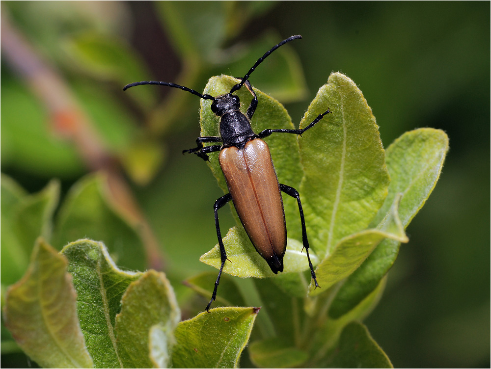 Lepturalia nigripes - Усач черноногий