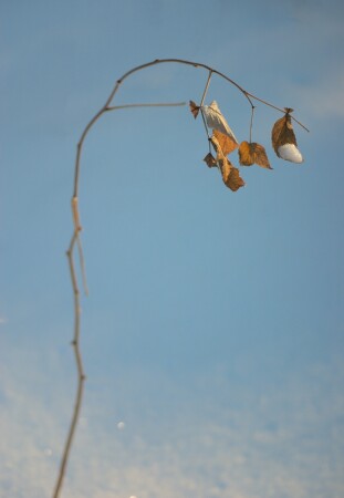 Еще одна веточка