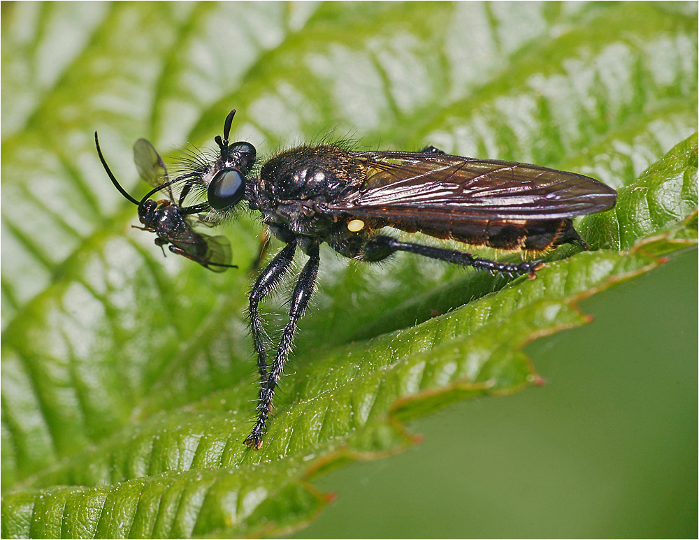 Ктырь (Choerades sp.)