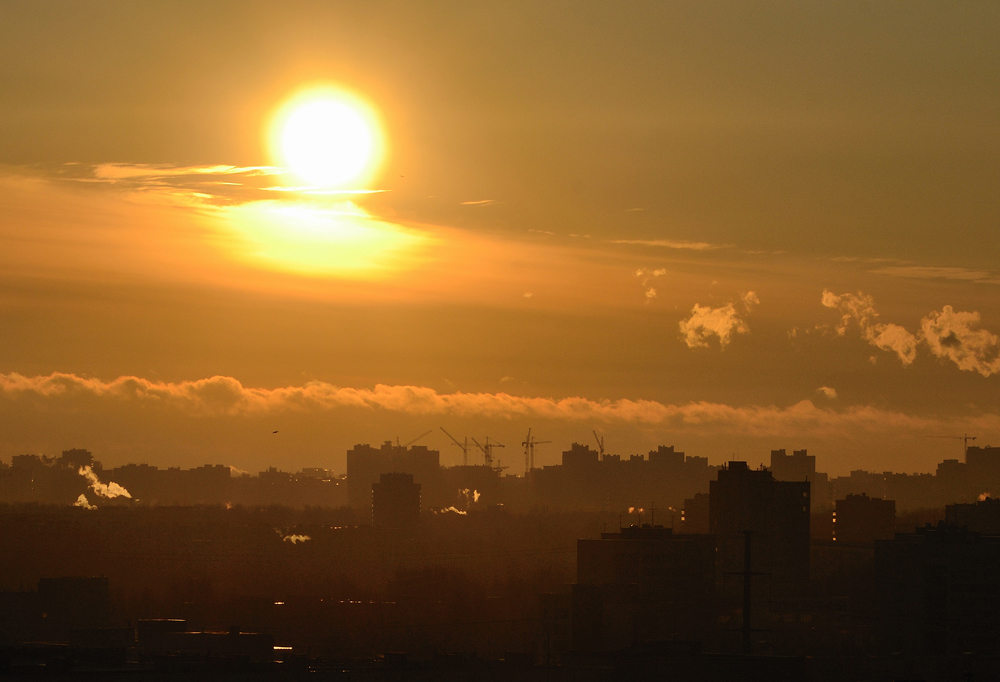 Городские джунгли