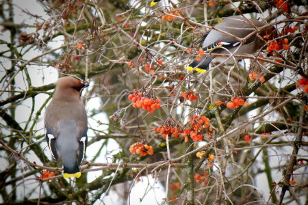 Свиристели