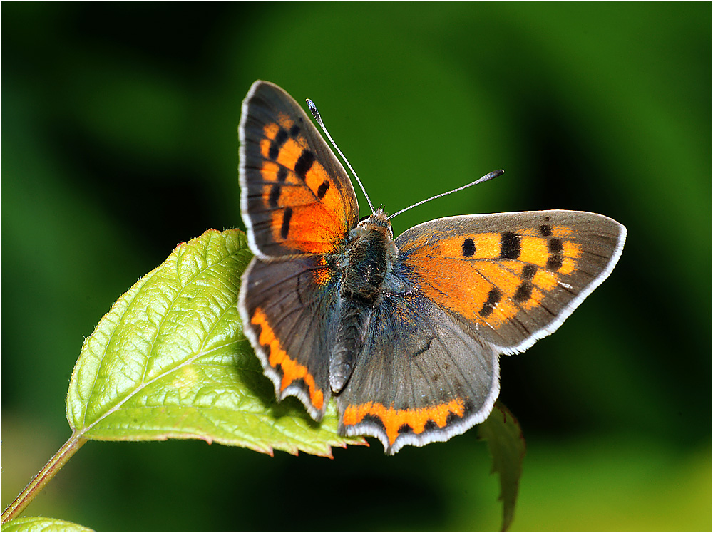 Lycaena phlaeas - Многоглазка пятнистая