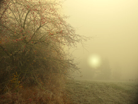 Ягода подмороженная