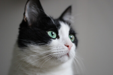 Чистый взгляд