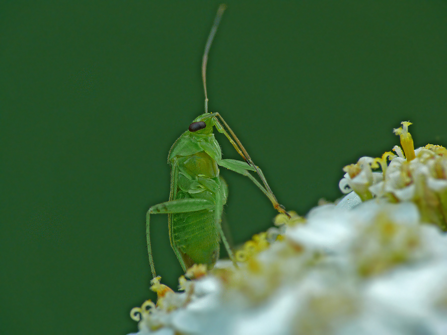 Клоп-слепняк Adelphocoris quadripunctatus