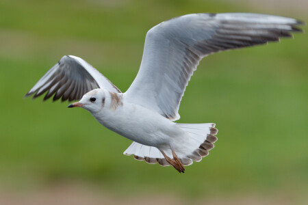 птица счастья