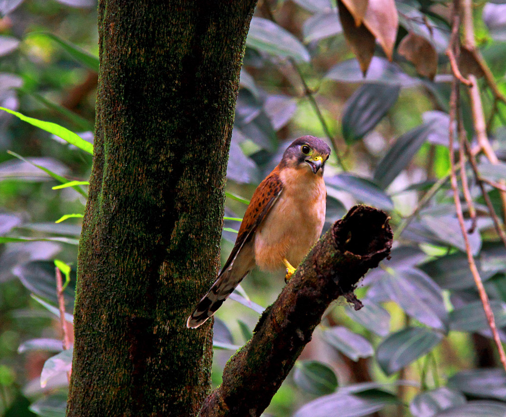 Seychelles kestrel