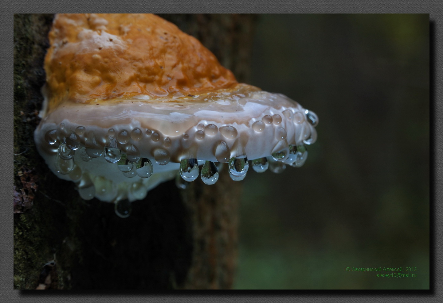 Трутовик окаймлённый (Fomitopsis pinicola). Гуттация