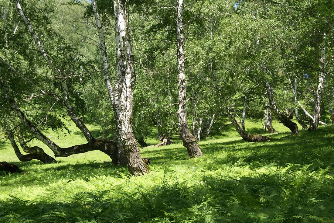 Башкирский пейзаж