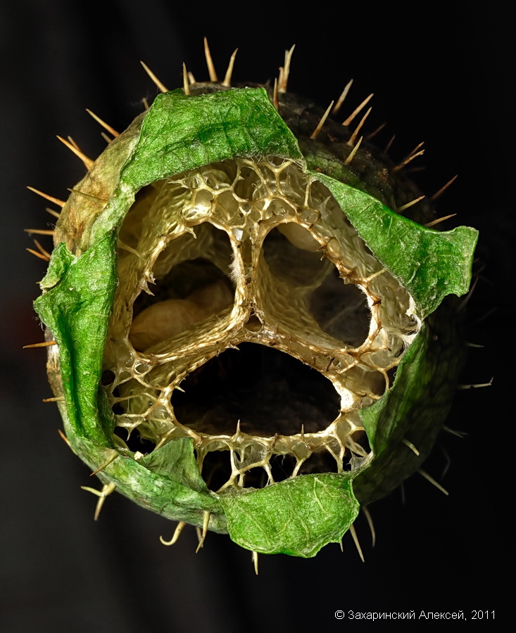 Horror (Echinocystis lobata)