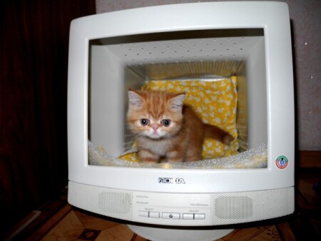 КотоФ ДомЪ