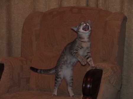 &amp;quot;Паваротти&amp;quot;