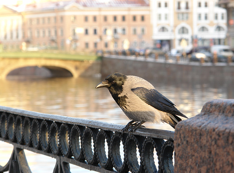 коренная петербурженка