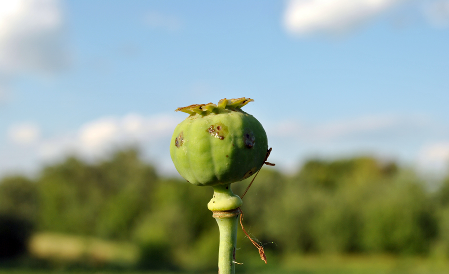 Мак (Papaver)