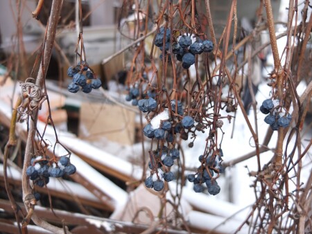 Wild grapes