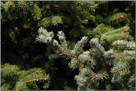 Хвойнолапчатость [16944]