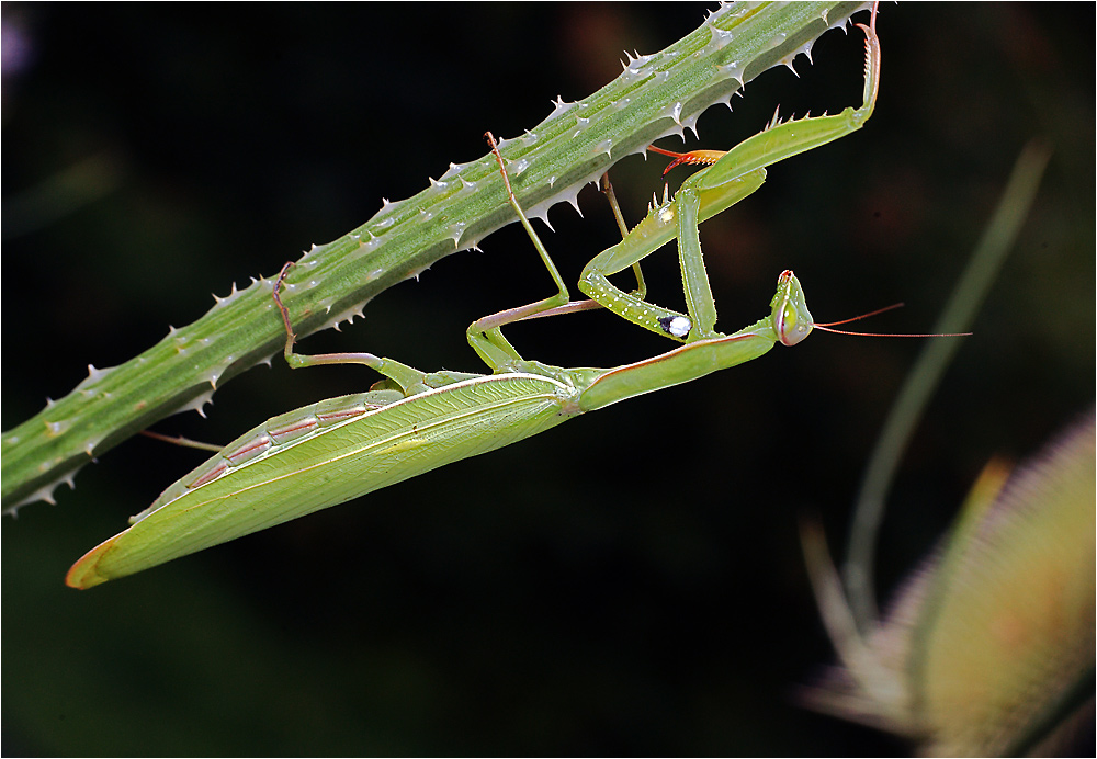 Mantis religiosa - Богомол обыкновенный